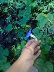 Ipomoea nil
