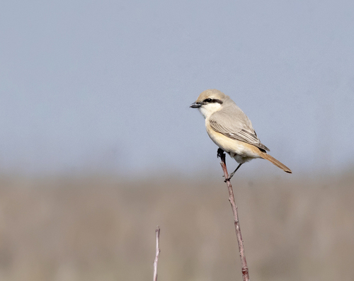 Alcaudón isabel (Lanius isabellinus)