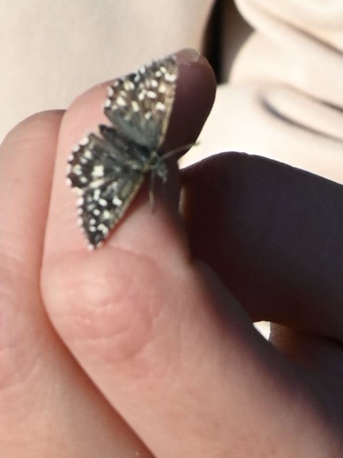Southern Grizzled Skipper