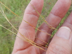 Aristida desmantha