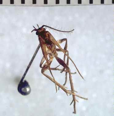 Campbellana attenuata