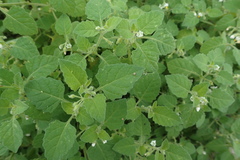 Solanum sarrachoides
