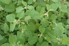 Solanum sarrachoides