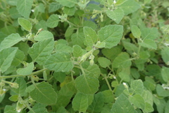 Solanum sarrachoides