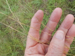 Aristida desmantha