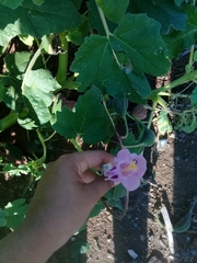 Proboscidea parviflora