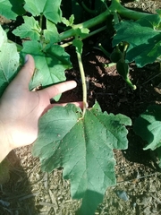 Proboscidea parviflora