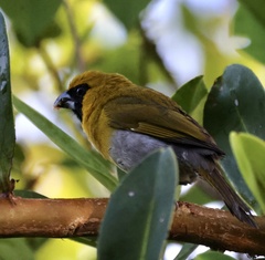 Black-Faced Grosbeak photo 3