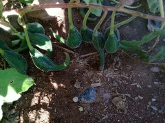 Proboscidea parviflora