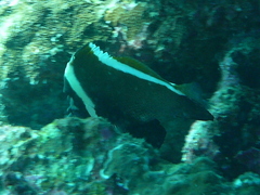 Heniochus varius