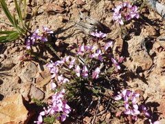 Polygala umbellata