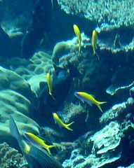 Mirolabrichthys evansi