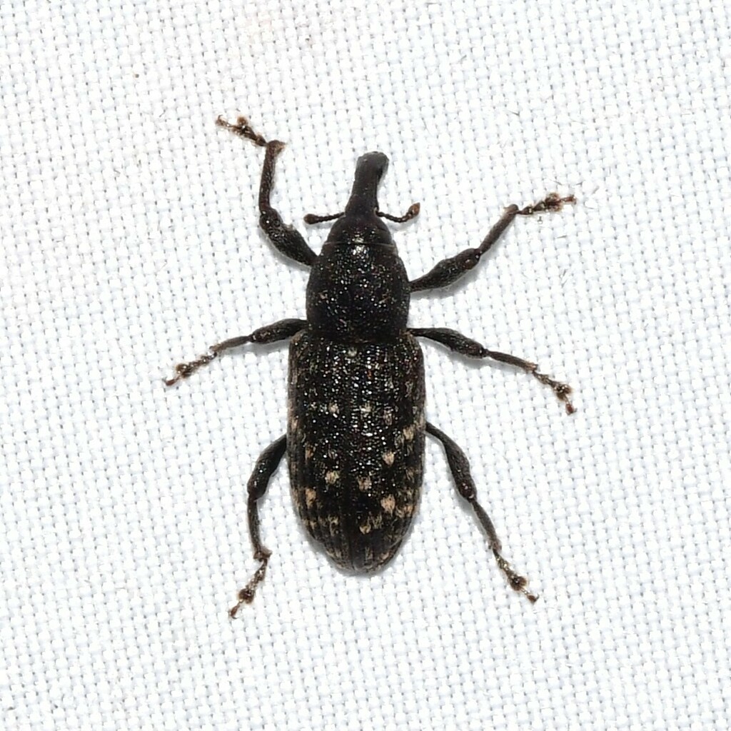 Southern Pine Root Weevil