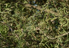 Acacia tortilis var. raddiana image