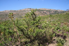 Aspalathus astroites