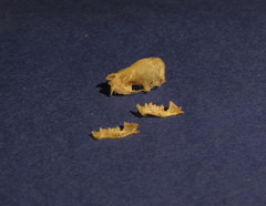Pipistrellus kuhlii