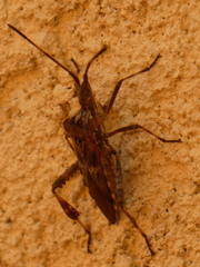 Leptoglossus occidentalis