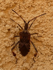Leptoglossus occidentalis