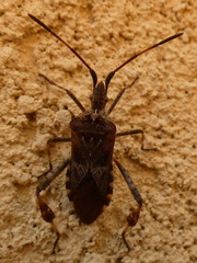 Leptoglossus occidentalis