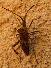Leptoglossus occidentalis