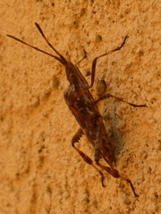 Leptoglossus occidentalis