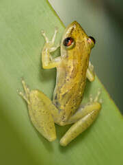 Coastal Lowland Snouted Treefrog photo 3