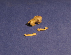 Pipistrellus nathusii