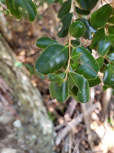 Eugenia woodburyana, 2023-03-23