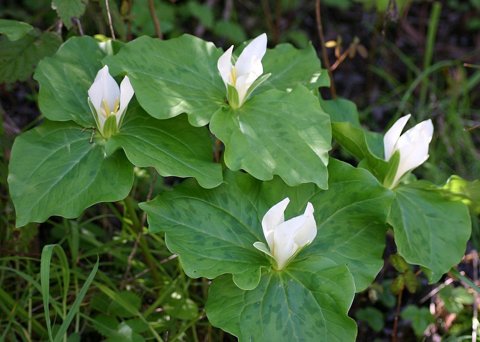 Trillium albidum