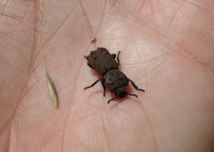 Phloeodes plicatus