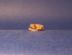 Pipistrellus pipistrellus