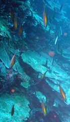 Pterocaesio lativittata