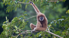 Lar Gibbon photo 4