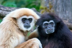 Lar Gibbon photo 5