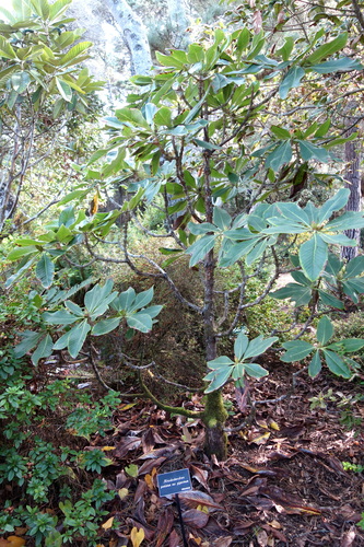 Big tree rhododendron (Rhododendron protistum)