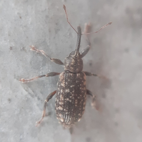 Dorytomus schoenherri