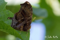 Consul fabius cecrops