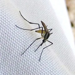 Psorophora longipalpus