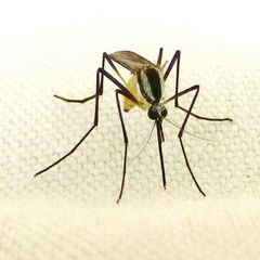 Psorophora longipalpus