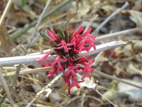 Odontonema auriculatum