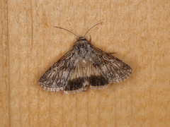Sympistis poliochroa