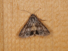 Sympistis poliochroa