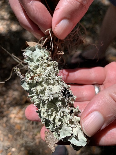 Parmotrema cristiferum