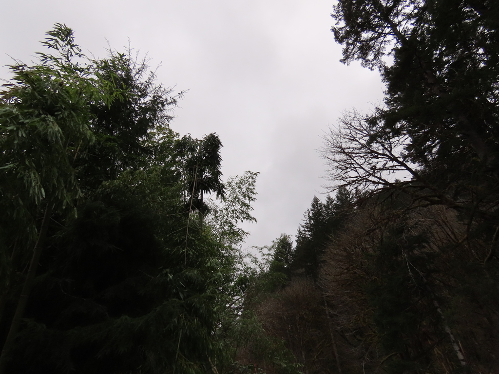 Chinese timber bamboo