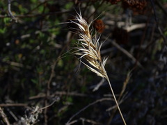 Bromus madritensis