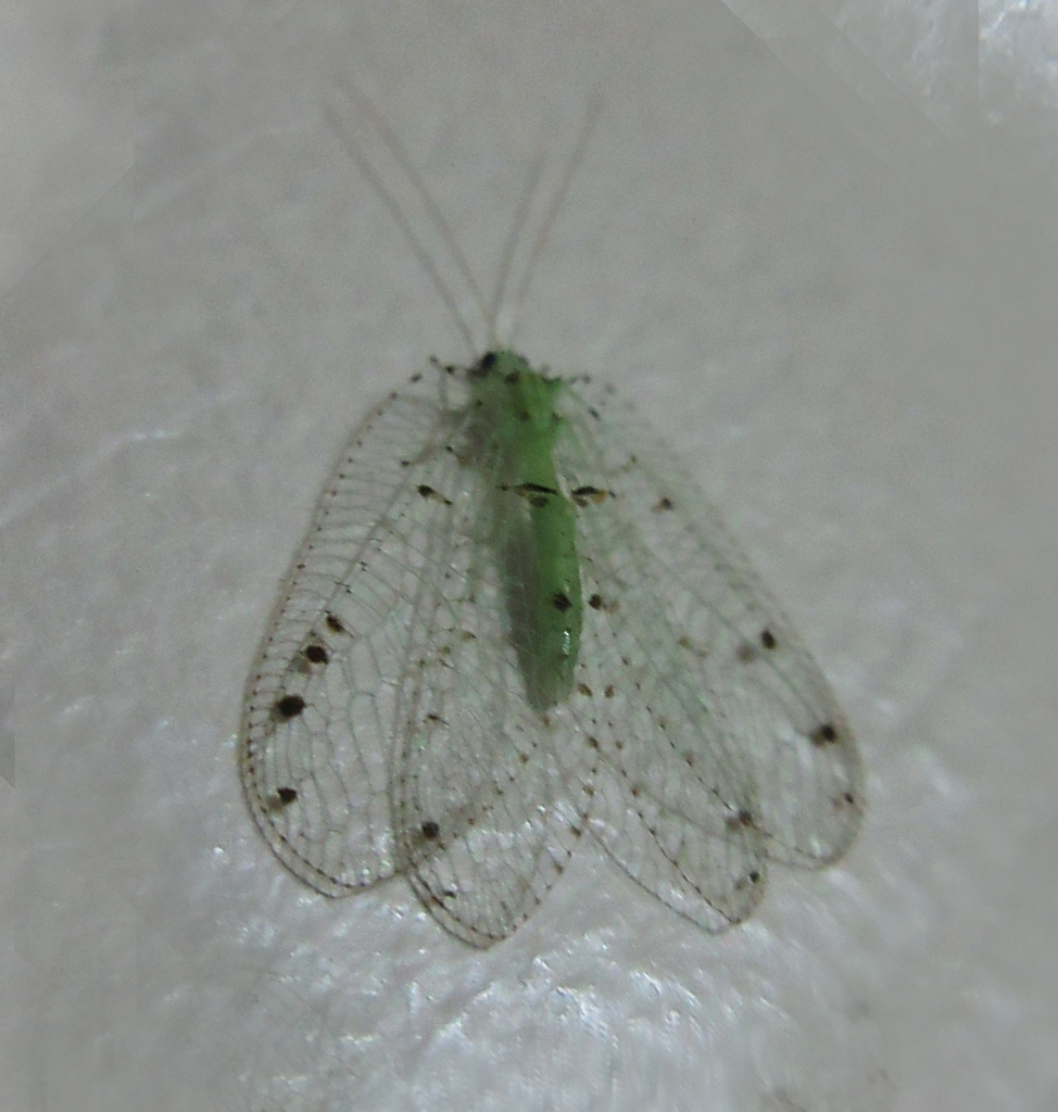 Ankylopteryx pallidula