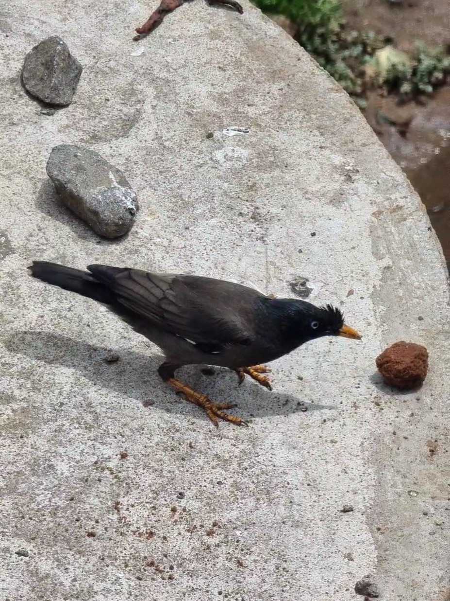 Jungle Myna illustration
