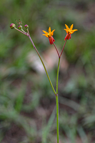 Stathmostelma pauciflorum image