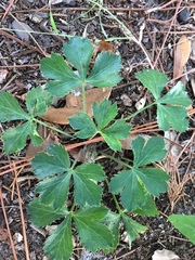 Saniculeae