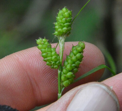 Image of Carex caroliniana by (c) Dan Johnson, some rights reserved (CC BY)